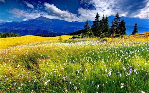 Meadow Of Flowers And Grass Wallpaper Maxipx