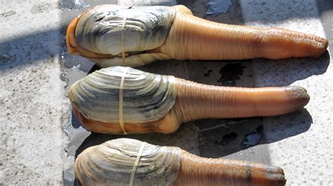 Uha Happy About Hong Kongs Decision To Lift Geoduck Import Ban My