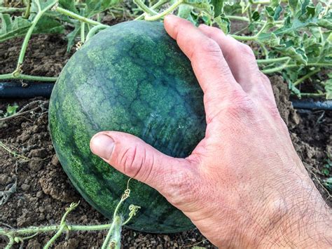 Sugar Baby Watermelon Seeds The Plant Good Seed Company
