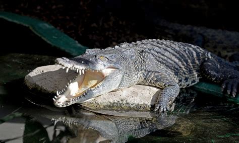Uk Crocodile Zoo Allows Visitors To Feed Its 150 Reptile Residents