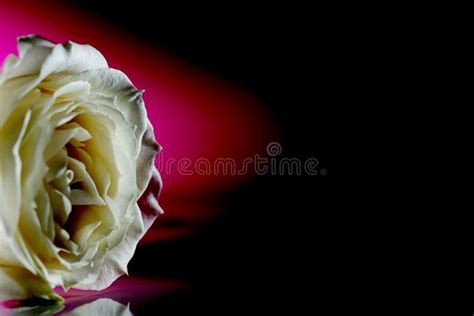 White Rose Stock Image Image Of Whiterose White Rose 106965315