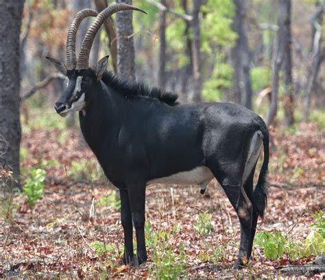 Sable Antelope Amazing Facts And Latest Pictures All Wildlife Photographs