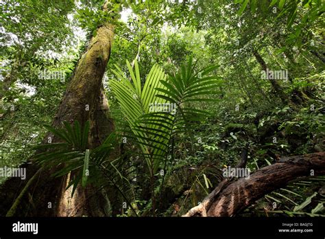 Dense Vegetation In The Jungle In Borneo Stock Photo 23722960 Alamy