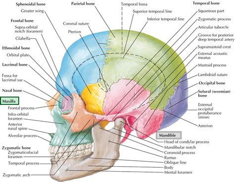 Mandible Jaw Bone Anatomy Parts Function Mandible Dislocation