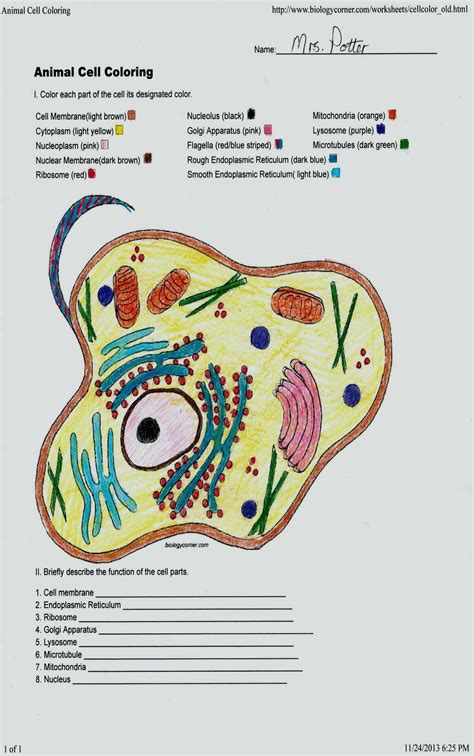 Animal Cells Coloring Worksheet Lovely Plant Animal Cell Coloring