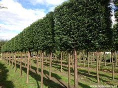 De boom groeit namelijk vrij traag in nederland. Groenblijvende leibomen als hoge 'privacy-haag' | Tuin ...