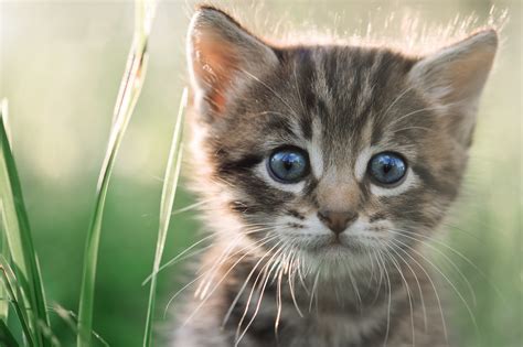 And don't get me started on the whiskers. Interesting Facts About Cats | POPSUGAR Pets