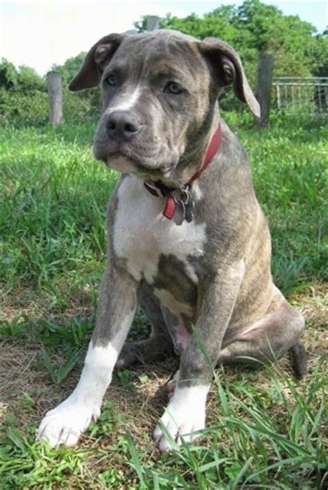 Use the following search parameters to narrow your results Raising a Puppy About 3 1/2 months old (16 weeks) Spencer the Pit Bull