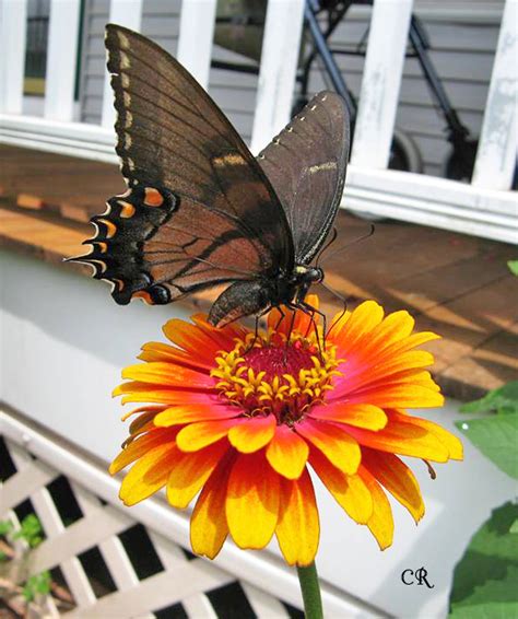 Maybe you would like to learn more about one of these? 5 Big Zinnia Flowers For Busy Butterfly Garden + Growing Tips