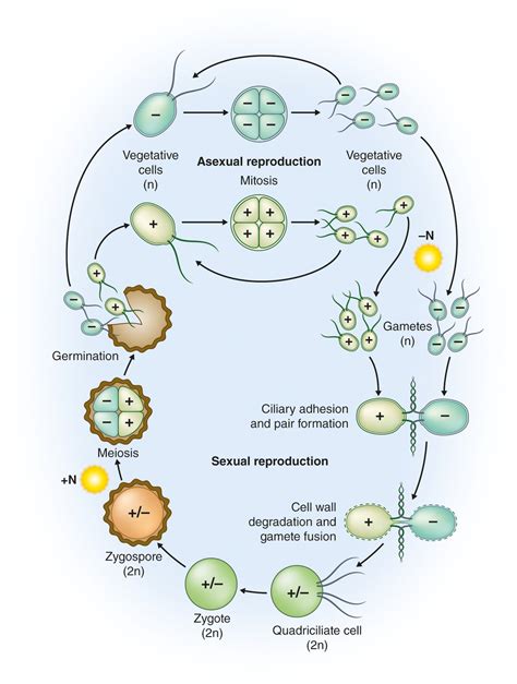 Chlamydomonas Life Cycle Of Chlamydomonas Reproduction In