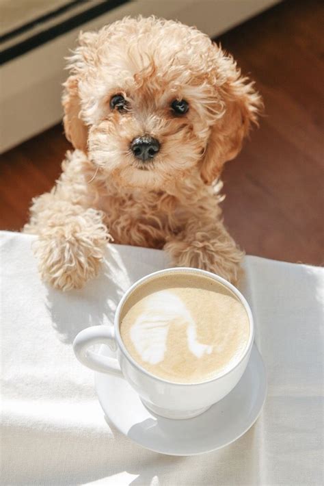 Does Dogs Drink Coffee Made A Great Forum Ajax