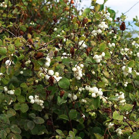 Snowberry For Sale Online The Tree Center