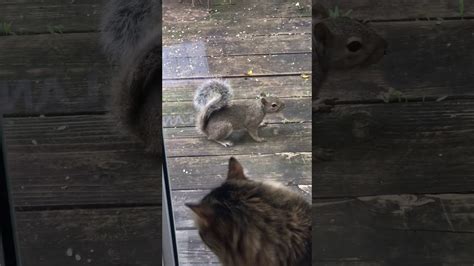Cat Vs Squirrel Youtube
