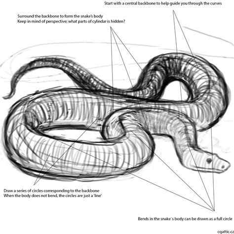 Snakes are legless reptiles with scaly tubular bodies tapering toward the tail, lidless eyes, and venomous fangs. How to Draw a Snake in 4 Steps With Photoshop