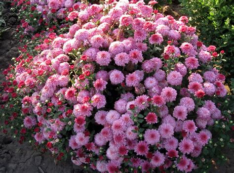 Красивые цветы для дачи - как правильно высадить растения, какие ...