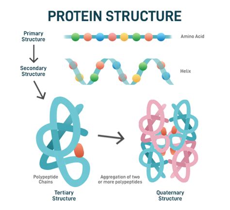 Protein Definition Structure Classification Functions