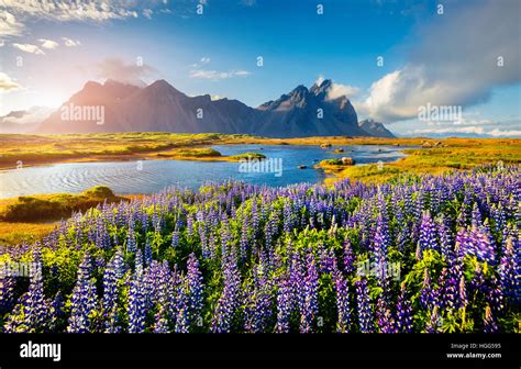 Iceland Beach Flowers Hi Res Stock Photography And Images Alamy