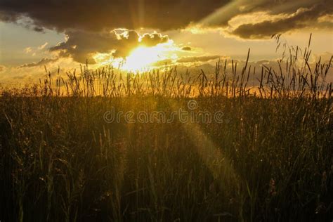 Summer Country Sunset In The Field Stock Image Image Of Light Grass