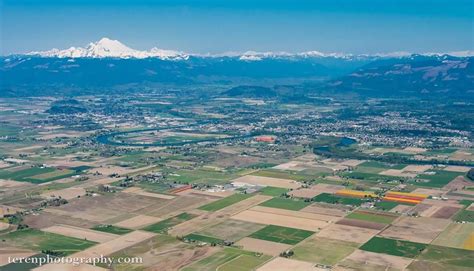 The Skagit Valley Tulip Fields From Teren Photography Showing Mt