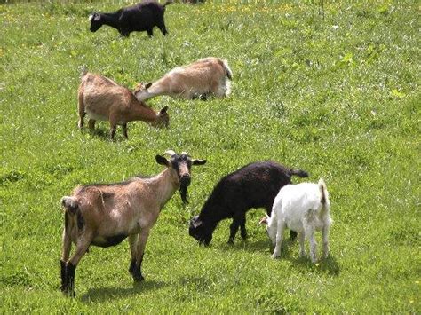 327 Goats Culled Near Queenstown Otago Daily Times Online News
