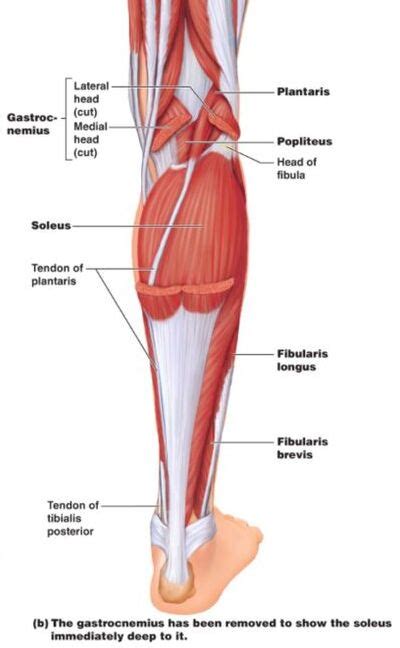 Your legs are two of your most important body parts. posterior view of leg muscle and tendons without ...