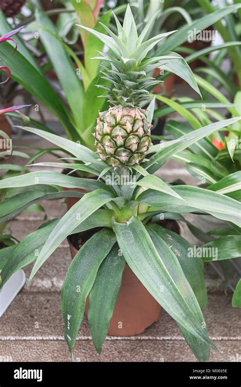 Pineapple Plant In Pot In A Greenhouse In The Netherlands Stock Photo
