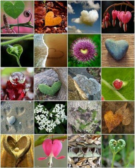 Natures Hearts Heart In Nature Nature Collage Heart Collage