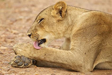90 Lion Licking Paw Stock Photos Pictures And Royalty Free Images Istock
