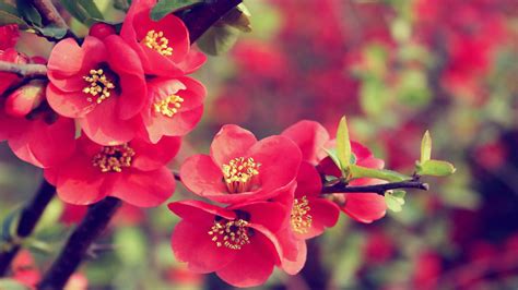 Free Download Flower Walpaper Latest Hd Wallpapers 1366x768 For Your