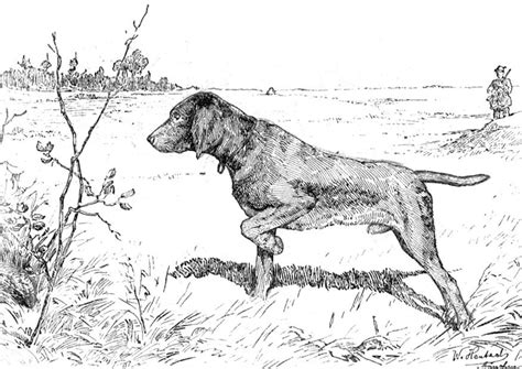 Select from 35602 printable coloring pages of cartoons, animals, nature, bible and many more. Dog to download - Dogs Kids Coloring Pages