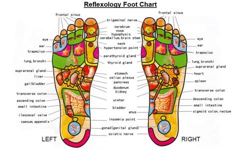 What Is A Clinical Reflexologist