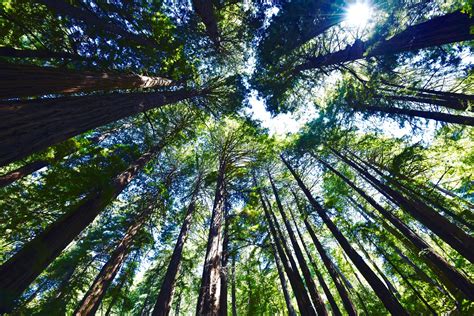 How To Visit Muir Woods Worlds Tallest Trees North Of Sf Blog