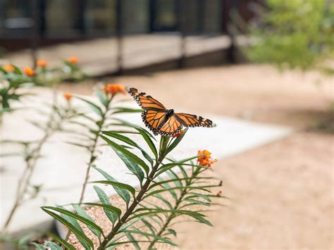 Monarch Migration — Science Mill