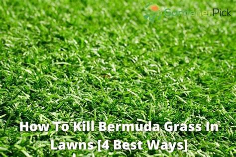 How To Kill Bermuda Grass In Lawns 4 Best Ways Gardenerpick