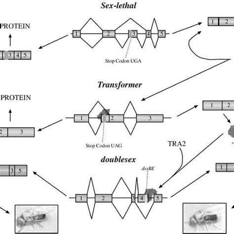 drosophila sex determination cascade female specific sxl protein acts download scientific