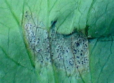 Septoria Leaf Spot On Celery Vegetable Pathology Long Island