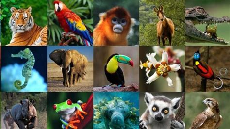 Conoce Por Qué Se Celebra El Día Mundial De Los Animales El 4 De