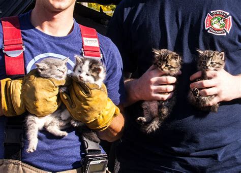 50 Amazing Pictures Of Cats With Firefighters