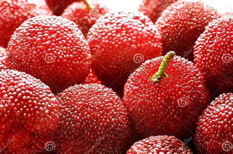 Waxberry Stock Photo Image Of Food Delicious Garden 7599082