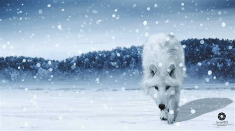 The White Wolf Photo Manipulation Tutorial Ciprianfoto Photoshop