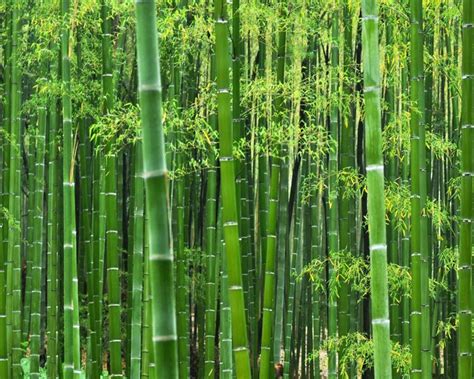 Pagar batu dan pagar bambu adalah elemen menarik yang akan melindungi taman secara visual. 13 Jenis Bambu di Dunia Lengkap dengan Gambarnya