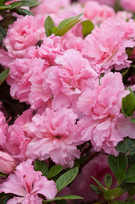 Azalea Bloom A Thon Pink Double Johnson Nursery Corporation