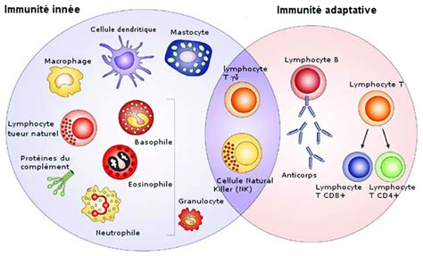 Schéma Des Cellules Appartenant Au Système Immunitaire Inné Et