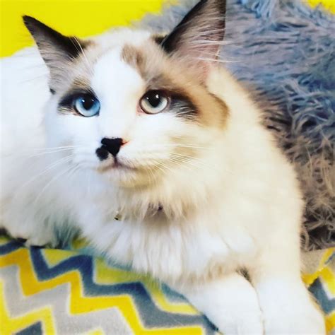 Reserve your kitten(s), choose a kitten and fill out the reservation form. Arctic Cat Litter - Male & Female Ragdoll Kittens For Sale ...