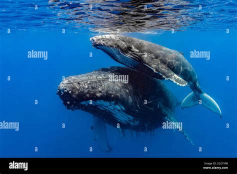 Humpback Whale Megaptera Novaeangliae Mother And Her Calf Stock Photo