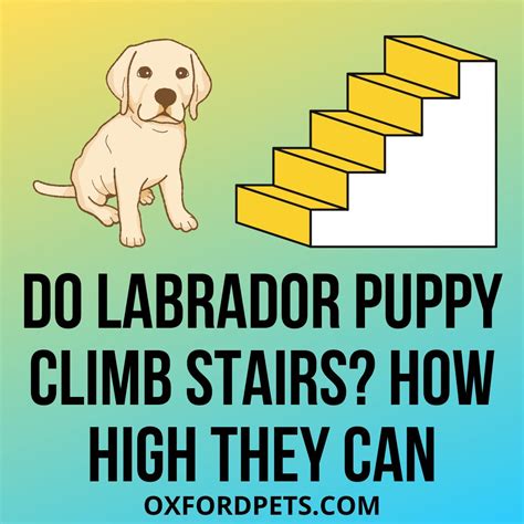 Can And Do Labrador Puppy Climb Stairs Is It Safe Oxford Pets
