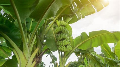 Bananas Grown In Organic Farming With Natural Sunlight Stock Image