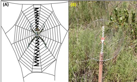 Why Do Spiders Decorate Their Webs Experiment