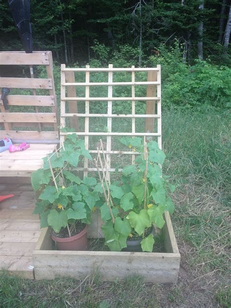 Cucumber Trellis Cucumber Trellis Greenhouse Trellis Ideas Outdoor