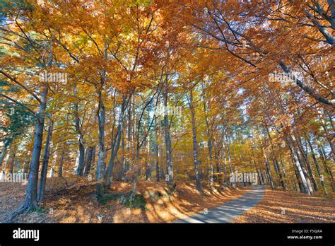 Colorful Autumn Forest And Road Stock Photo Alamy